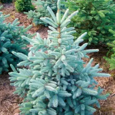 Ель КЕЙБАБ колючая в Бобруйске