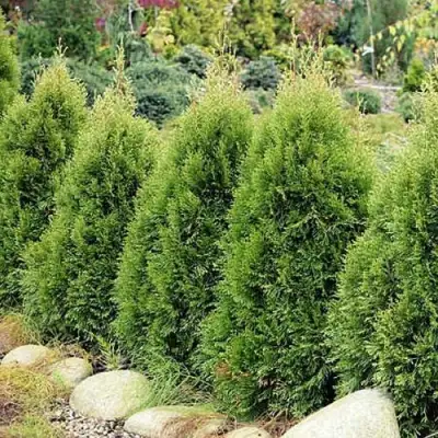 Туя СМАРАГД ВИТБОНТ западная в Бобруйске