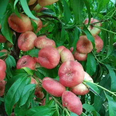 Нектарин КОНЦЕТТИНА в Бобруйске