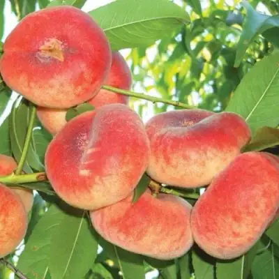 Персик САТУРН ИНЖИРНЫЙ в Бобруйске