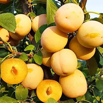 Слива РЕНКЛОД ранний в Бобруйске