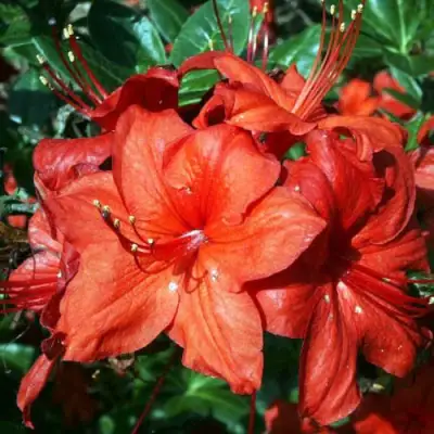 Азалия ДОЛОРОСО листопадная в Бобруйске