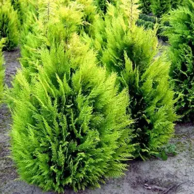 Кипарисовик ИВОНЕ лавсана в Бобруйске