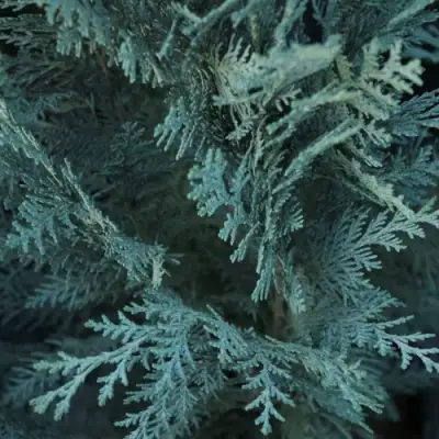 Кипарисовик ВАН ПЕЛЬТС БЛЮ лавсона в Бобруйске