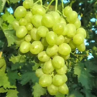 виноград Супер экстра