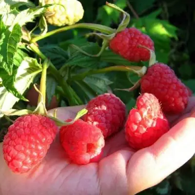 Малина ГОРДОСТЬ РОССИИ в Бобруйске