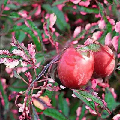 Слива ХЕССЕЙ декоративная в Бобруйске