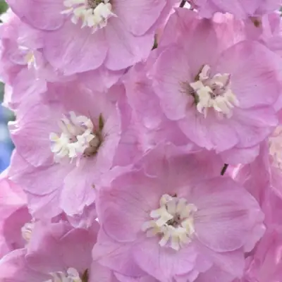 Дельфиниум ПЕТТИКОУТ гибридный в Бобруйске