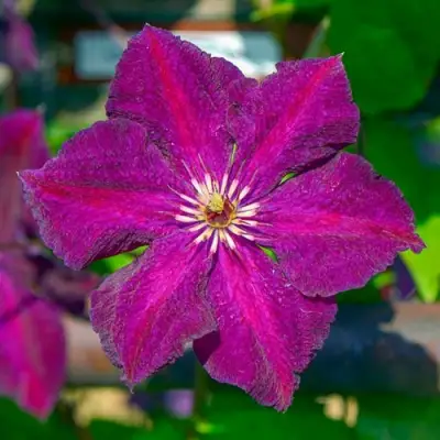 Клематис ГРЮНВАЛЬД в Бобруйске