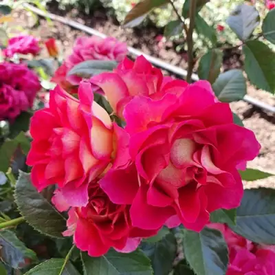 Роза БРЕРА флорибунда в Бобруйске