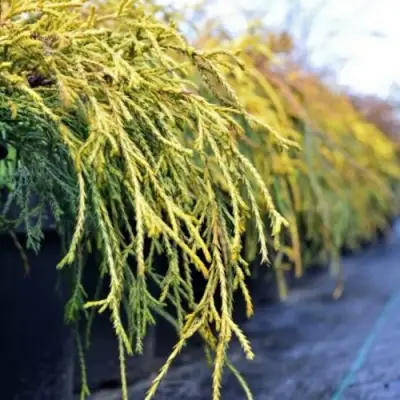 Кипарисовик ВАВЕЛ горохоплодный в Бобруйске