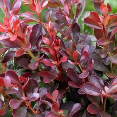 Барбарис АТРОПУРПУРЕА НАНА тунберга в Бобруйске