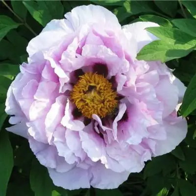 Пион СИНИЙ САПФИР древовидный в Бобруйске