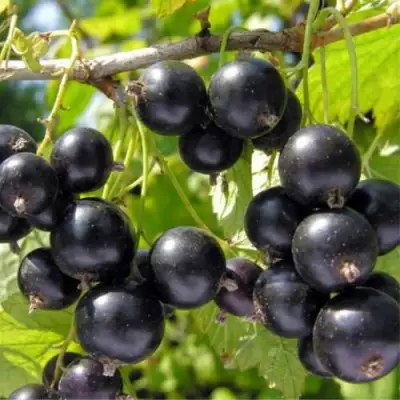 Смородина черная ОРЛОВСКИЙ ВАЛЬС в Бобруйске