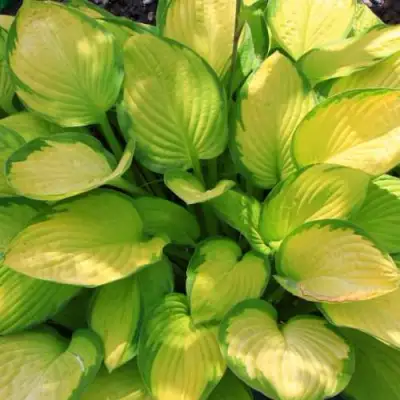 Хоста ГОЛД СТАНДАРТ Форчуна в Бобруйске