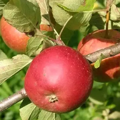 Яблоня ПОСПЕХ в Бобруйске