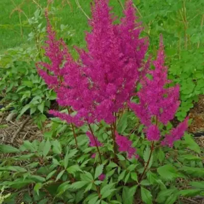 Астильба ЭЛИЗАБЕТ ВАН ВИН японская в Бобруйске