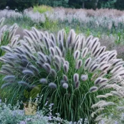 Пеннисетум БЛЭК БЬЮТИ в Бобруйске