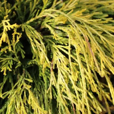 Кипарисовик ГОЛДЕН МОП горохоплодный в Бобруйске