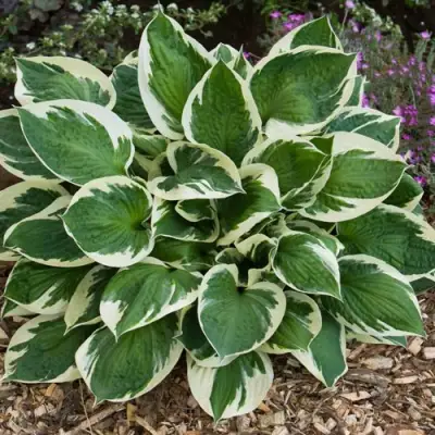 Хоста КАРИН гибридная в Бобруйске