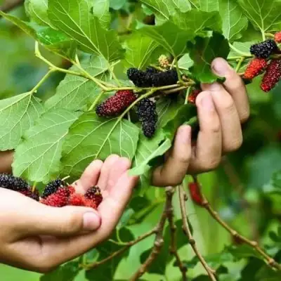 Шелковица ГАЛИЦИЯ в Бобруйске