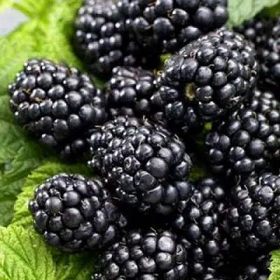 Ежевика БЖЕЗИНА бесшипная  в Бобруйске