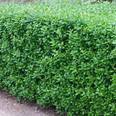 Бирючина обыкновенная АТРОВИРЕНС в Бобруйске