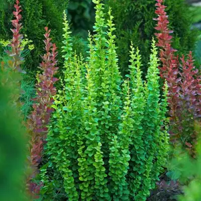 Барбарис ЭРЕКТА тунберга в Бобруйске