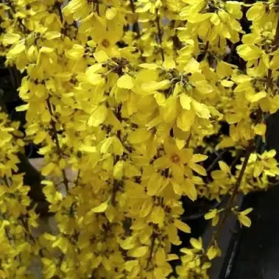 Форзиция ГОЛДРАУШ в Бобруйске