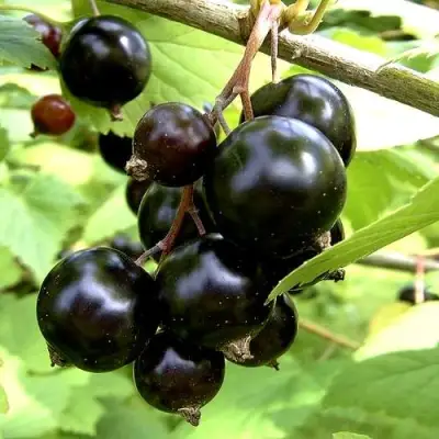 Смородина чёрная ШАРОВИДНАЯ в Бобруйске