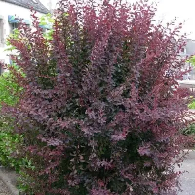 Барбарис АТРОПУРПУРЕА тунберга в Бобруйске