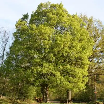Клен полевой в Бобруйске