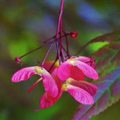 Клен пальмолистный в Бобруйске