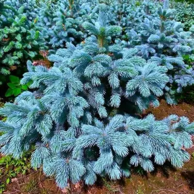 Ель СУПЕР БЛЮ СИДЛИНГ колючая в Бобруйске