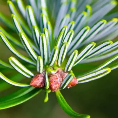 Пихта белая в Бобруйске