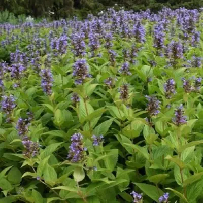 Котовник БЛЮ ДРИМС полусидячий в Бобруйске