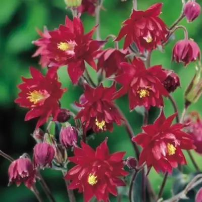 Аквилегия РУБИ ПОРТ обыкновенная в Бобруйске