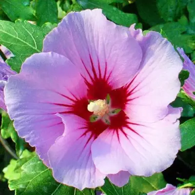 Гибискус ПИНК ФЛИРТ сирийский в Бобруйске