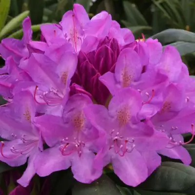 Рододендрон РОЗЕУМ ЭЛЕГАНС в Бобруйске