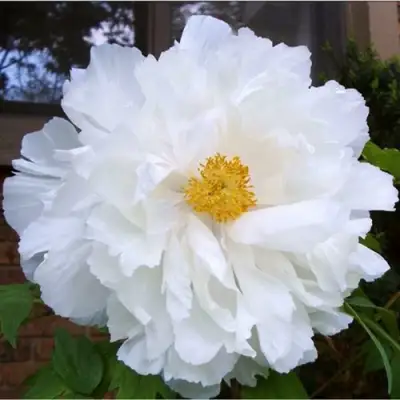 Пион БЕЛЫЙ НЕФРИТ древовидный в Бобруйске