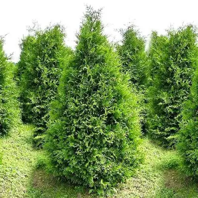 Туя БРАБАНТ западная в Бобруйске