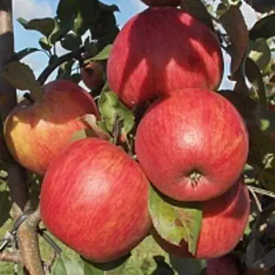 Яблоня ПЕРСИКОВАЯ в Бобруйске