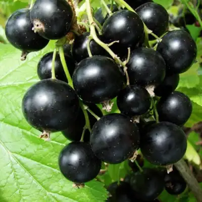 Смородина чёрная ЭКЗОТИКА в Бобруйске