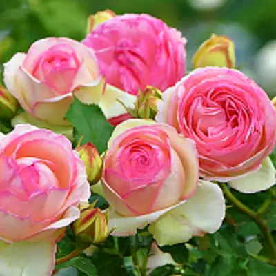 Роза ПЬЕР ДЕ РОНСАР плетистая в Бобруйске