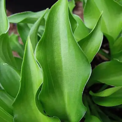 Хоста ГАРРИ ВАН ТРИЕР в Бобруйске