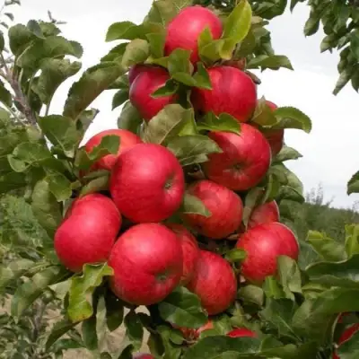Яблоня ТРАЙДЕНТ колонновидная в Бобруйске