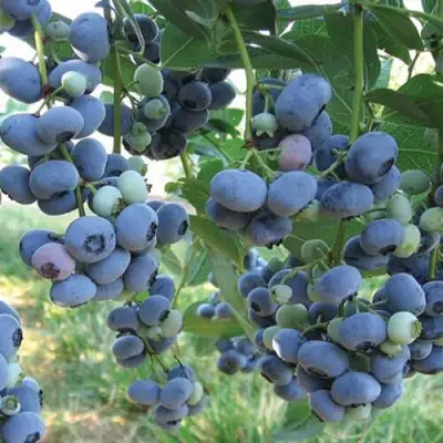 Голубика ЛИБЕРТИ в Бобруйске