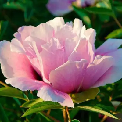 Пион ВРАТА ХРАМА древовидный  в Бобруйске