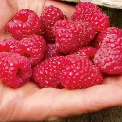 Малина ДЖОАН ДЖИ (ДЖОАН ДЖЕЙ) в Бобруйске