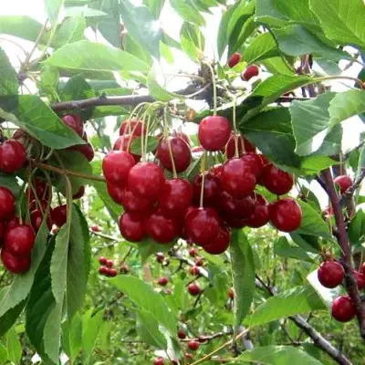Вишня ТУРГЕНЕВКА в Бобруйске